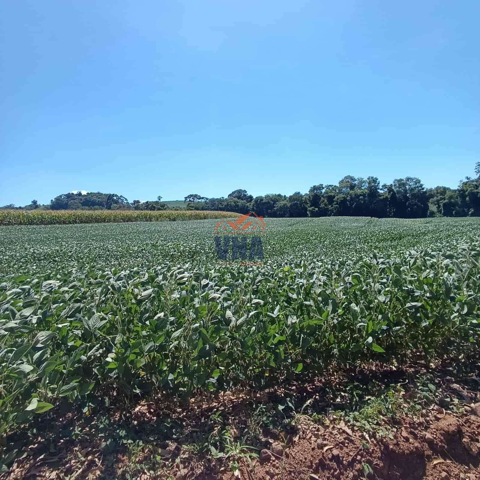 🌳 ÁREA DE TERRA À VENDA – BOM JESUS DO OESTE/SC OPORTUNIDADE PARA PRODUÇÃO E INVESTIMENTO! 🚜