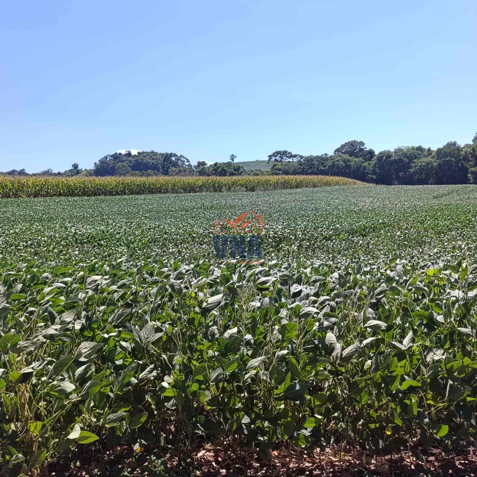 🌳 ÁREA DE TERRA À VENDA – BOM JESUS DO OESTE/SC OPORTUNIDADE PARA PRODUÇÃO E INVESTIMENTO! 🚜