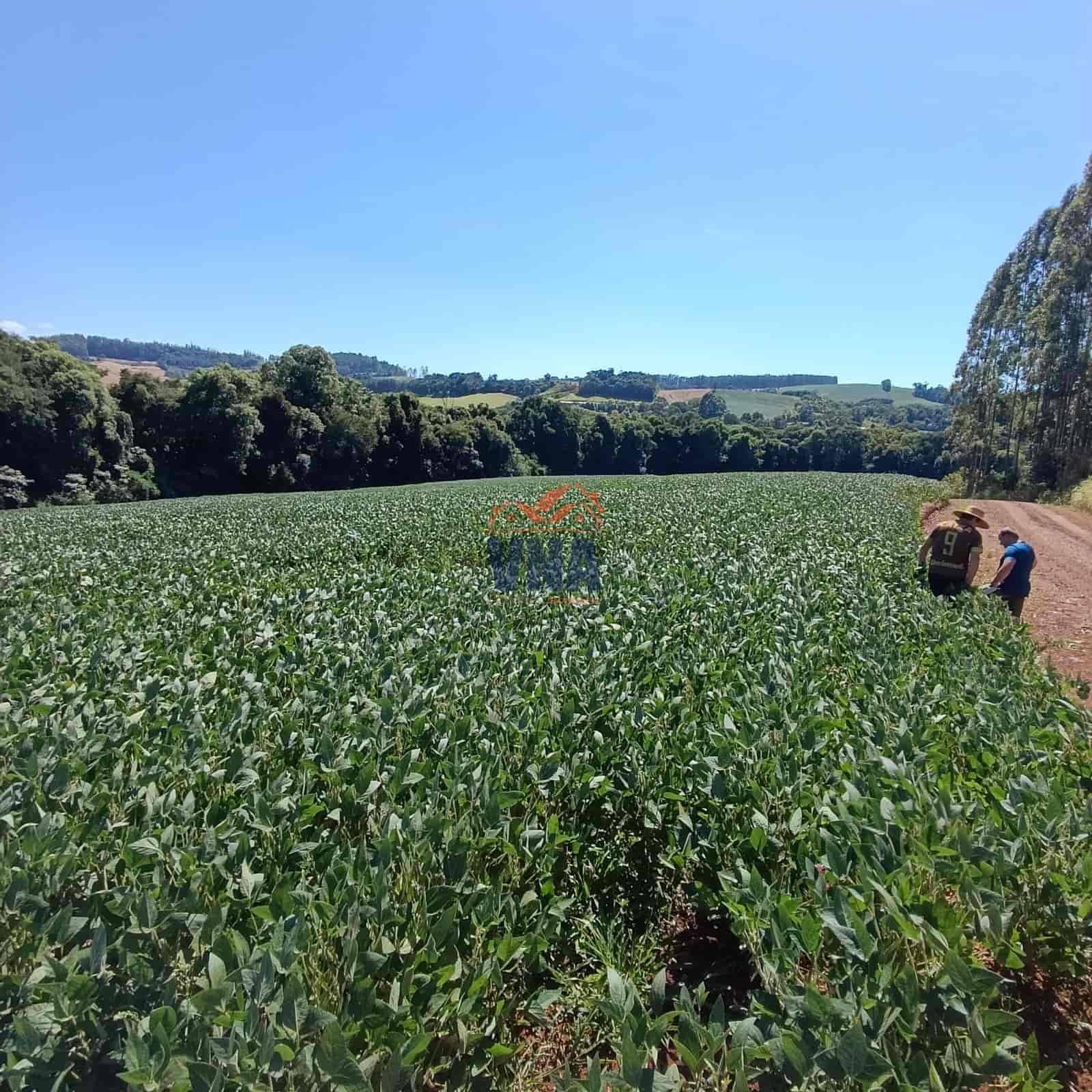 🌳 ÁREA DE TERRA À VENDA – BOM JESUS DO OESTE/SC OPORTUNIDADE PARA PRODUÇÃO E INVESTIMENTO! 🚜