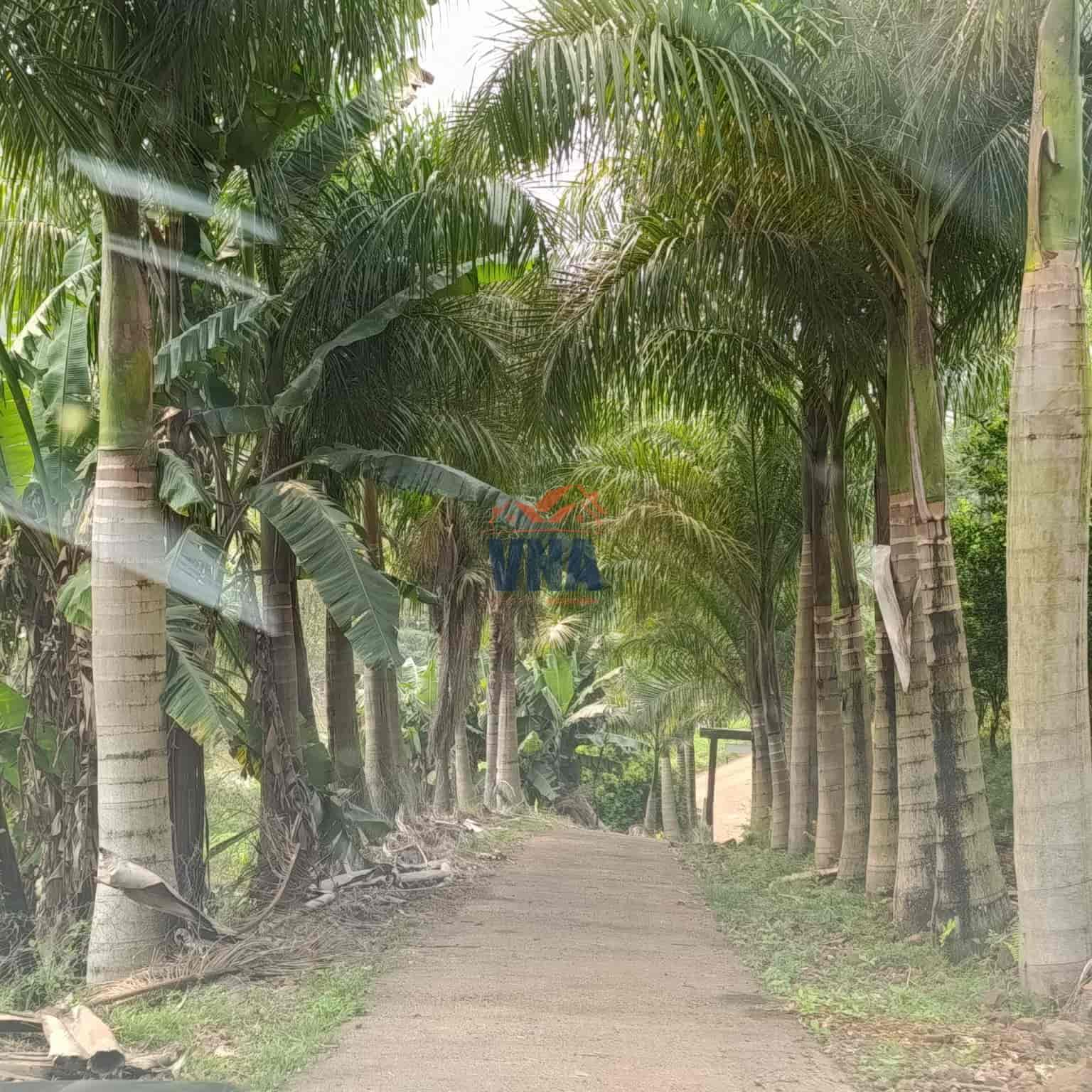 Chacara e Venda Linha Sao Sebastiao, Pinhalzinho SC